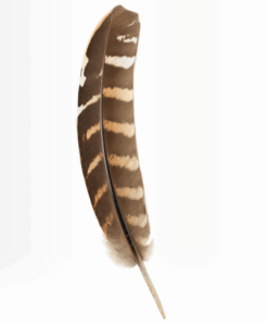 Hat Feather one K